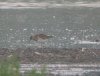 Pectoral Sandpiper at Vange Marsh (RSPB) (Steve Arlow) (110103 bytes)